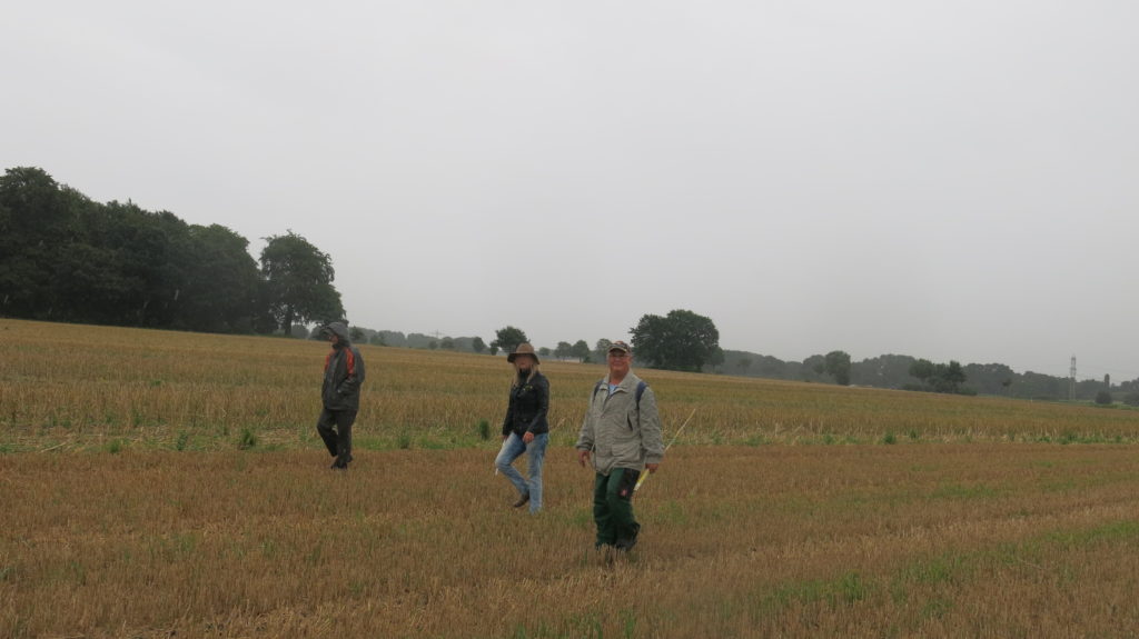 Menschen laufen über ein abgeerntetes Feld und suchen nach Feldhamsterbauen.