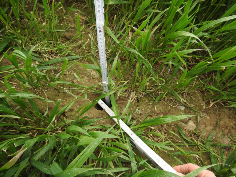 Feldhamsterbau im Winterweizen