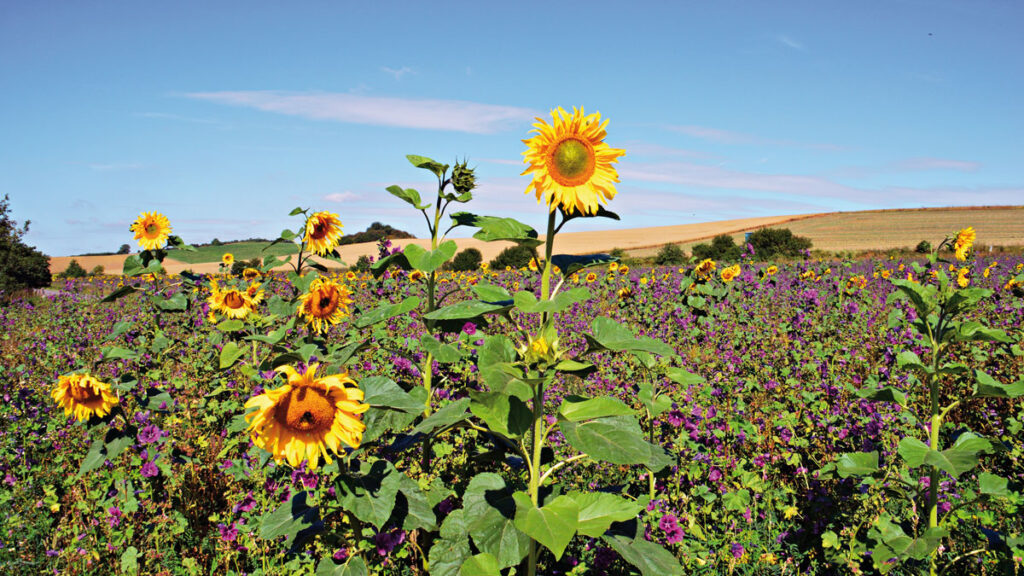Sonnenblumenstreifen in einer Ackerlandschaft, Bild von Tobias Nordhausen CC BY-NC-SA-2.0