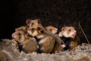 Junge Feldhamster im Tierpark Berlin | © Tierpark Berlin