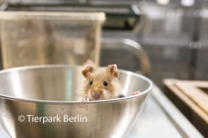 Kleiner Feldhamster auf einer Waage | © Tierpark Berlin