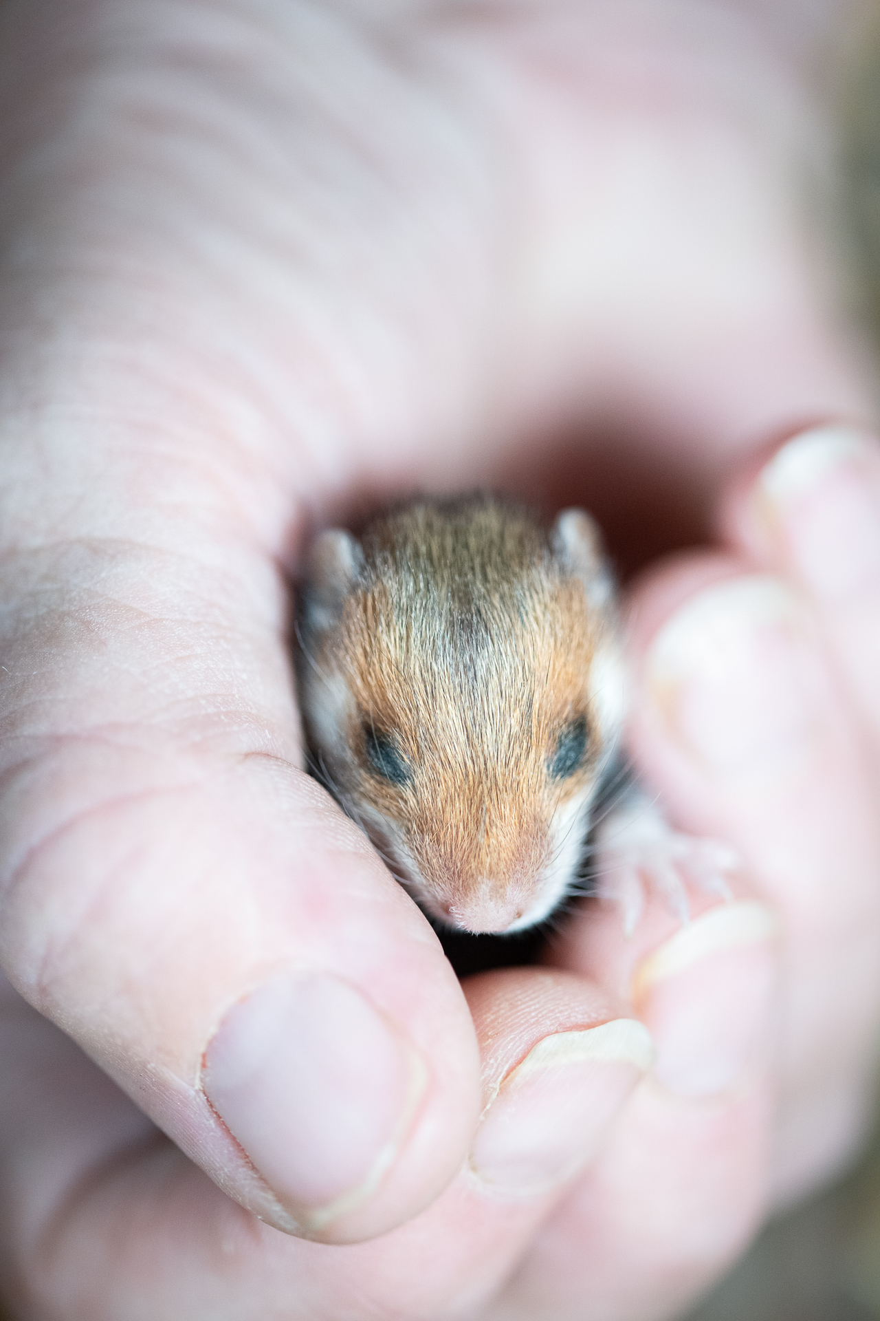 Hamsterbaby in der Habd gehalten