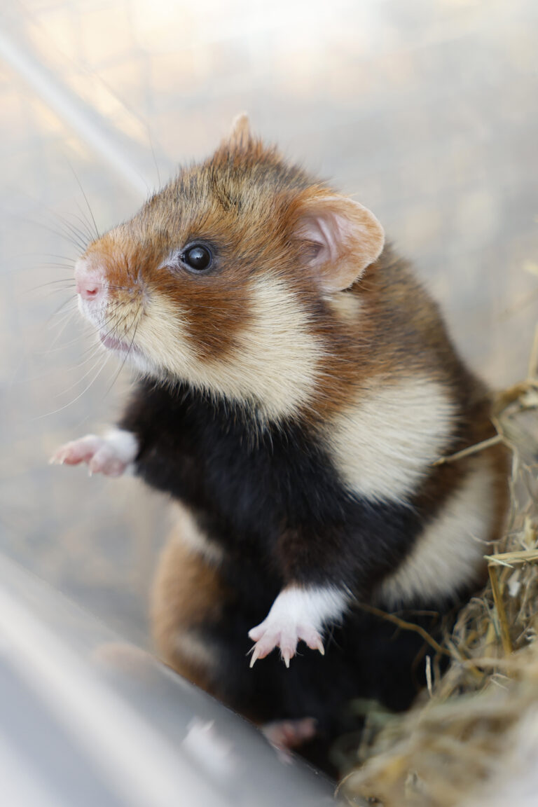 Kleiner Feldhamster aufgerichtet