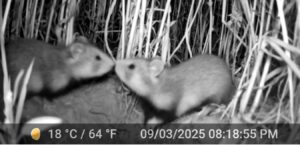 Zwei kleine Feldhamster auf der Auswilderungsfläche in Göttingen